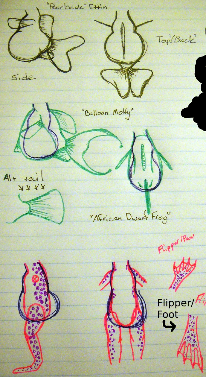 Two Fat Bellies and a Frog (Click to enlarge)