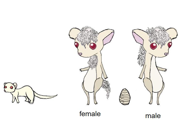 Snow Ferret Ettins (Click to enlarge)