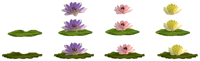 Water Lilies (Image Credit: Jessica)