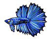 Blue Betta Fish (Image Credit: Jesseth)