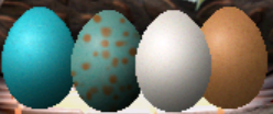 Egg progress: a second attempt (Image Credit: Missmysterics)