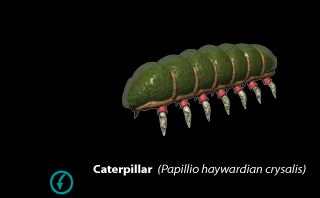 Caterpillar (Image Credit: Doringo)