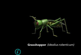 Grasshopper (Image Credit: Doringo)