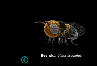 Bee (Image Credit: Doringo)