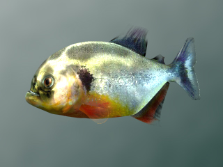 Piranha Closeup (Ingame Angle) (Image Credit: Doringo)
