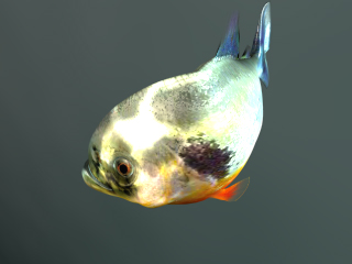 Piranha Closeup (From Above) (Image Credit: Doringo)