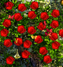 Roses Patch Plant Released!