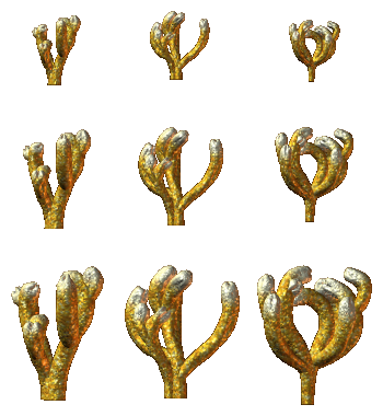 Golden Corals (Click to enlarge)