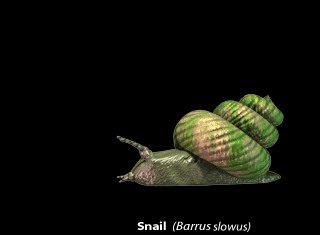 Snail (Click to enlarge)