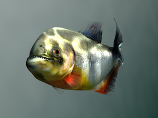 Piranha Closeup (Passing Left) (Click to enlarge)