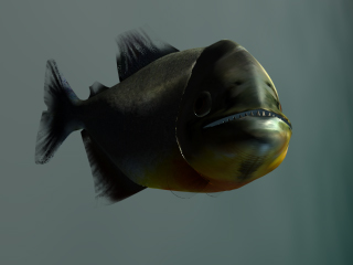 Piranha Closeup (Shadow Angle) (Click to enlarge)